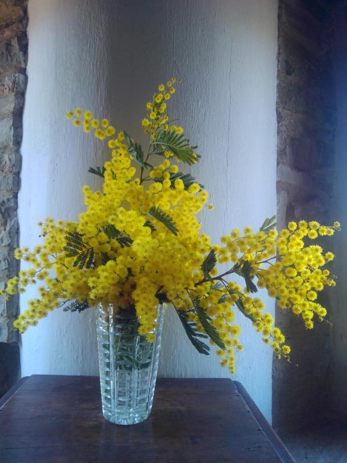 Cascinale La Mimosa Bed & Breakfast Cupramontana Luaran gambar